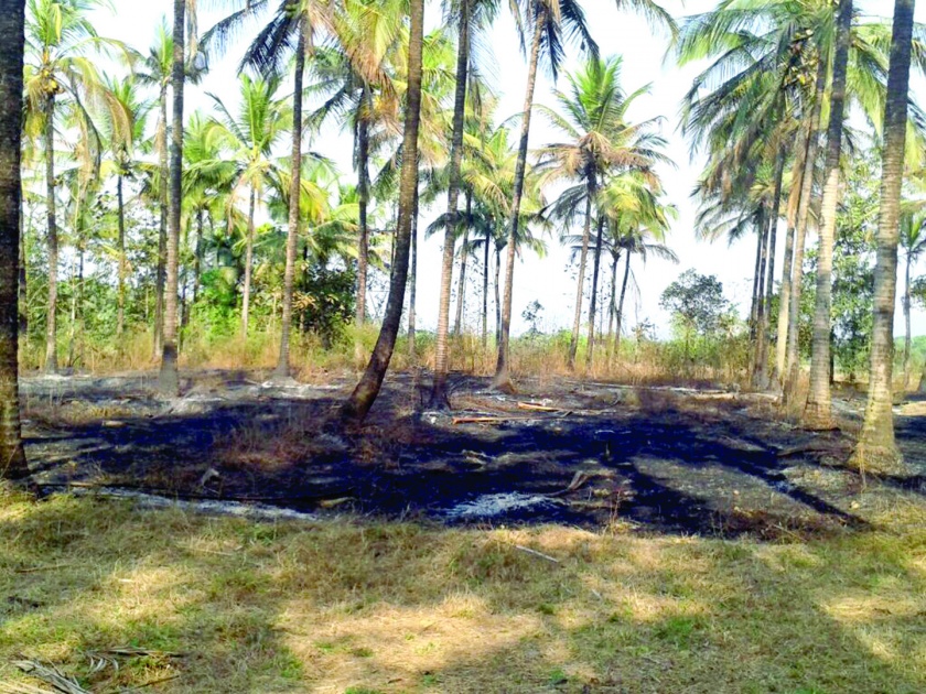 Sindhudurg: The primary motive for Nigudeit Coconut garden due to fire and shotcricket | सिंधुदुर्ग : निगुडेत नारळ बागेला आग, शॉटसर्किटमुळे लागल्याचा प्राथमिक अंदाज