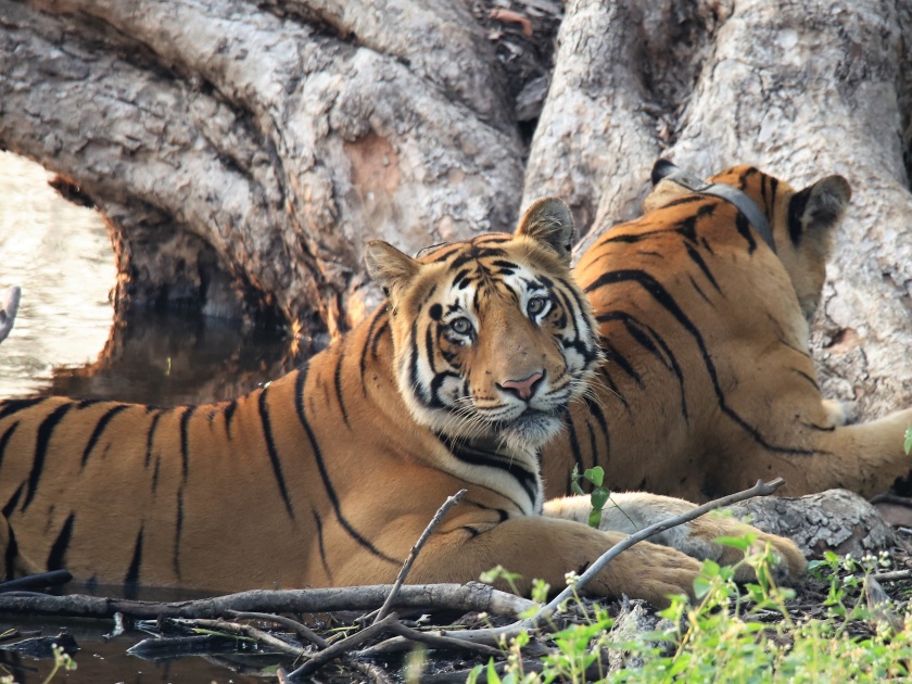 Arjun and Bhakti pair of yellow tigers will go to Pune! | अर्जुन, भक्ती पिवळ्या वाघाची जोडी पुण्याला जाणार !