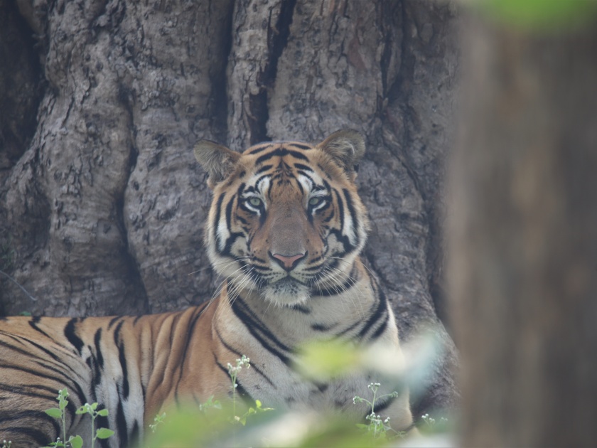 After traveling 240 km, 'That' Tiger feels comfort in Gautala Autramghat Sanctuary | Gautala Sanctuary : तब्बल २४० कि.मी.चा प्रवास करून आलेला 'तो' पट्टेदार वाघ गौताळ्यात रमलाय