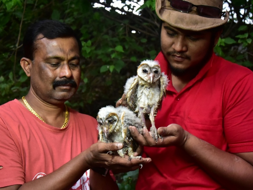 The release of owl pups with the help of birdlover in Thane | ठाण्यात पक्षिमित्रांच्या मदतीने कावळयांच्या तावडीतून घुबडांच्या पिलांची सुटका