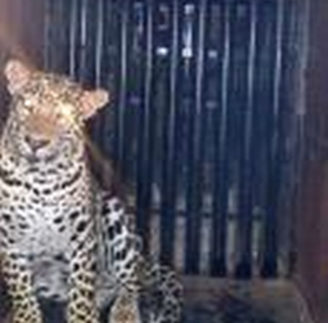 ... finally the leopard came in the bowl in the cage! | ...अखेर वाडगावात बिबट्या आला पिंजऱ्यात !
