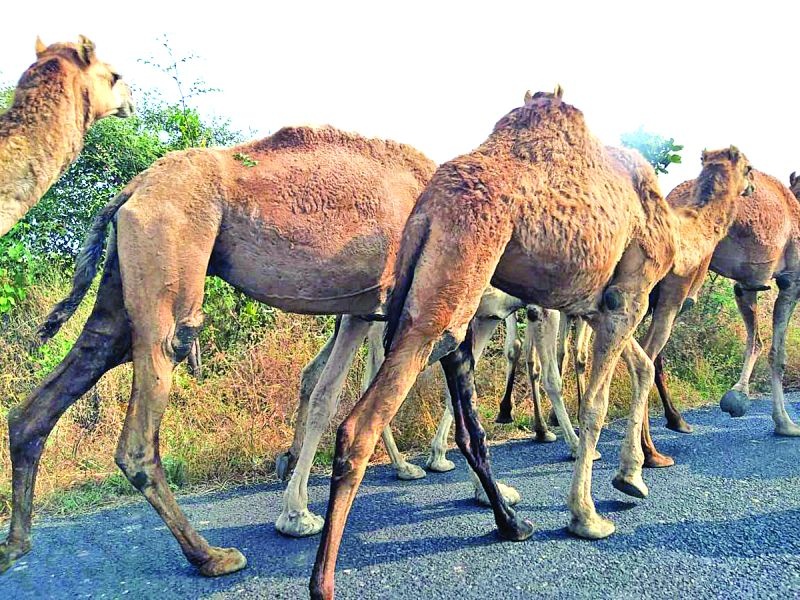 Camel smuggling gangs active in Washim | उंटाच्या तस्करीची टोळी सक्रीय