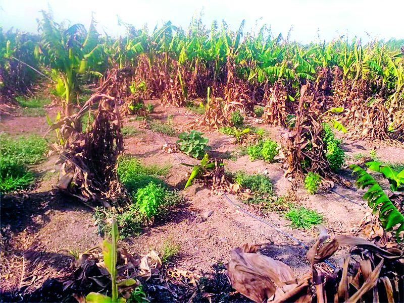 Banana plantations have failed due to water scarcity | केळीच्या बागा पाण्याअभावी करपल्या