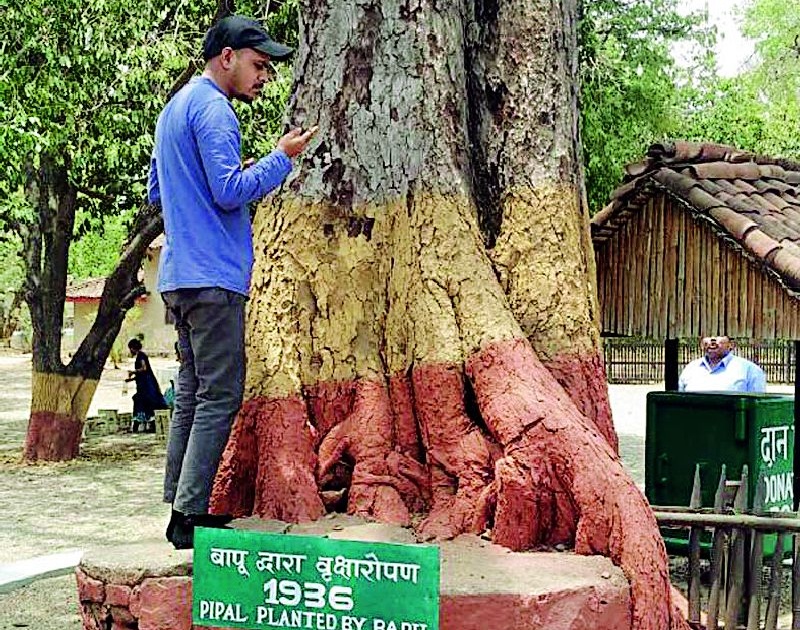 Ashram's struggle to relieve pimple tree pest | पिंपळ वृक्ष कीडमुक्त करण्यासाठी आश्रमची धडपड