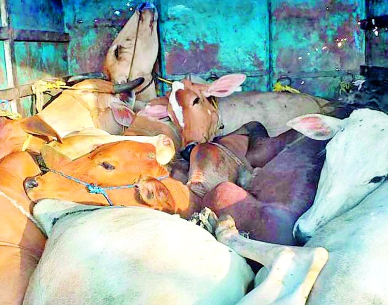 23 cows released by slaughter house | कत्तलखान्याकडे जाणाऱ्या २३ गायींची केली सुटका