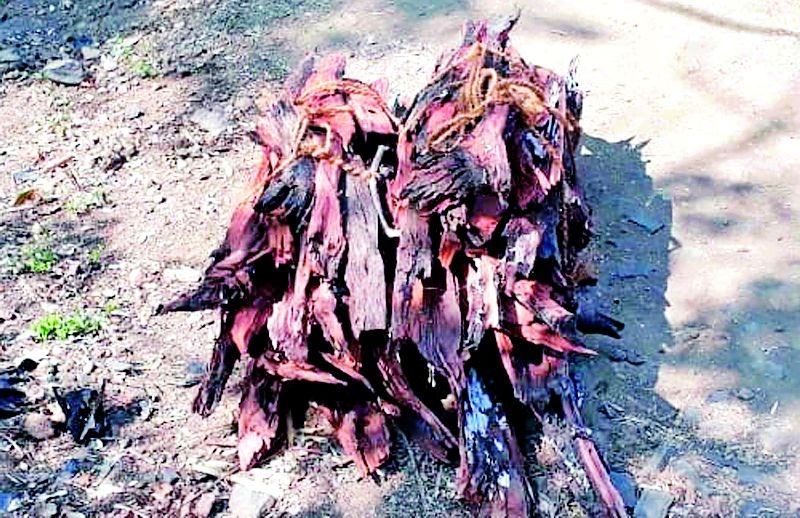 Chandan smuggling in Gopalpur ropewat | गोपालपूर रोपवाटिकेत चंदन तस्करी