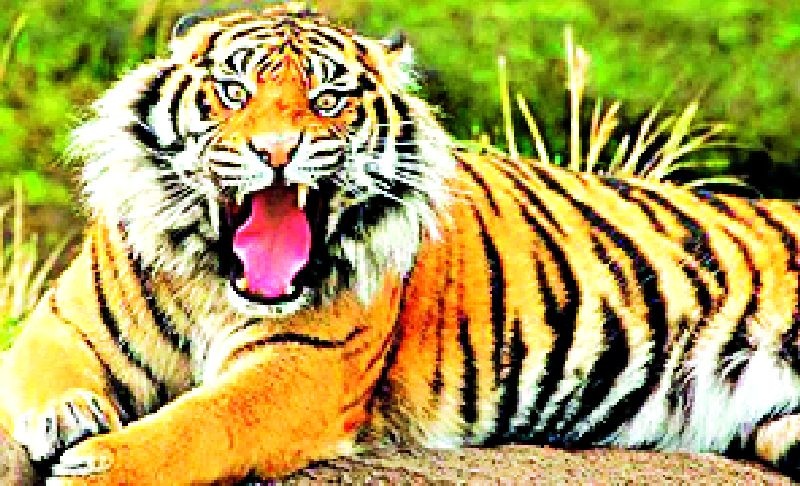 In 31 months, Tigers took 12 victims | ३१ महिन्यांत वाघाने घेतले १२ बळी