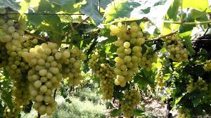  Use only certified medicines for export to grapes | द्राक्षांवर निर्यातीसाठी प्रमाणित औषधांचाच वापर करा