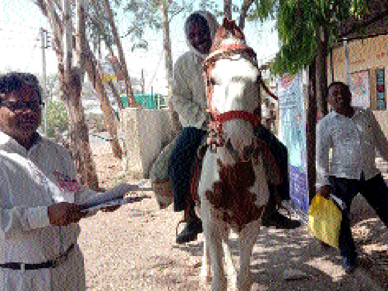 The horse came and the right to vote | घोड्यावर आला अन् मतदानाचा हक्क बजावला