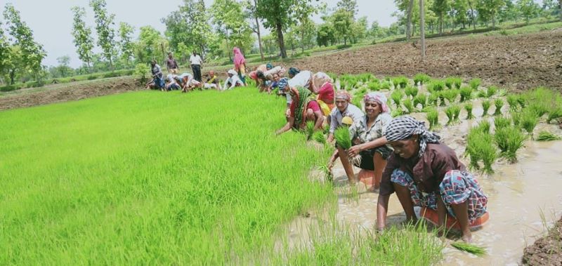 Fear of crop loss on 31,000 hectares of in eastern Vidarbha | पूर्व विदर्भातील ३१ हजार हेक्टरवरील रोवणी उलटण्याची भीती