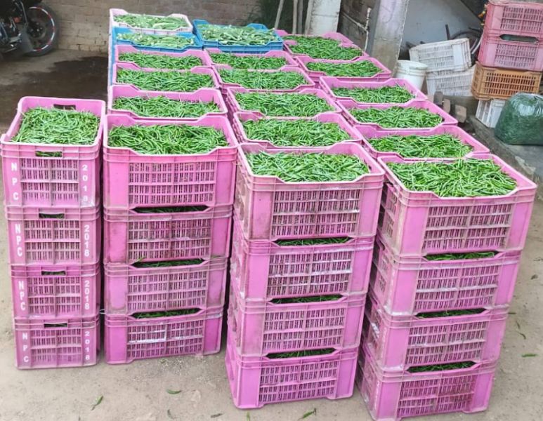 Vegetables in Bhandara district in gulf market | भंडारा जिल्ह्यातल्या भाज्या निघाल्या सातासमुद्रापार