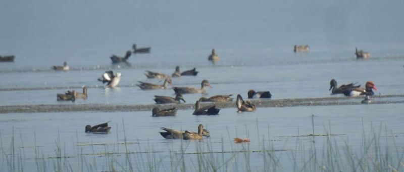 A school of birds is filling the lake in the Gondia district | गोंदिया जिल्ह्यातील नवेगावबांध जलाशयावर भरतेय पक्ष्यांची शाळा