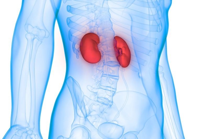 The kidney transplant cases in the sub-capital will be headed towards century | उपराजधानीत मूत्रपिंड प्रत्यारोपणाची शंभरीकडे वाटचाल