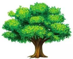  Three crores for the readymade trees | रेडिमेड झाडांसाठी तीन कोटी