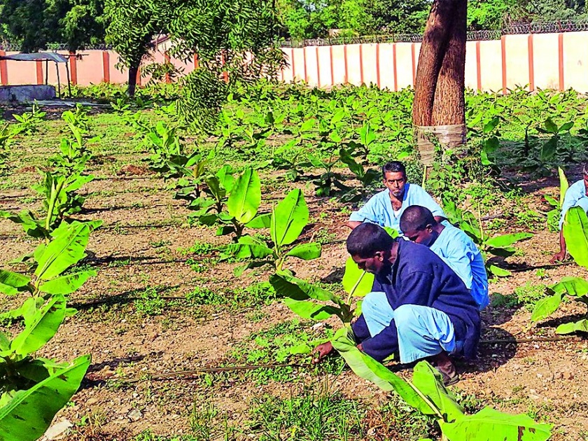 Farming in Nagpur Mental Hospital | नागपुरातील मनोरुग्णांनी शोधला शेतीत सृजनाचा आनंद