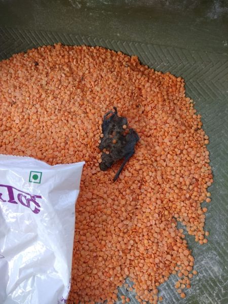 Dead bat bird found in nutritious foods in the Gondia district | गोंदिया जिल्ह्यातील अंगणवाडी पोषक आहारात वटवाघुळाचे मृत पिल्लू