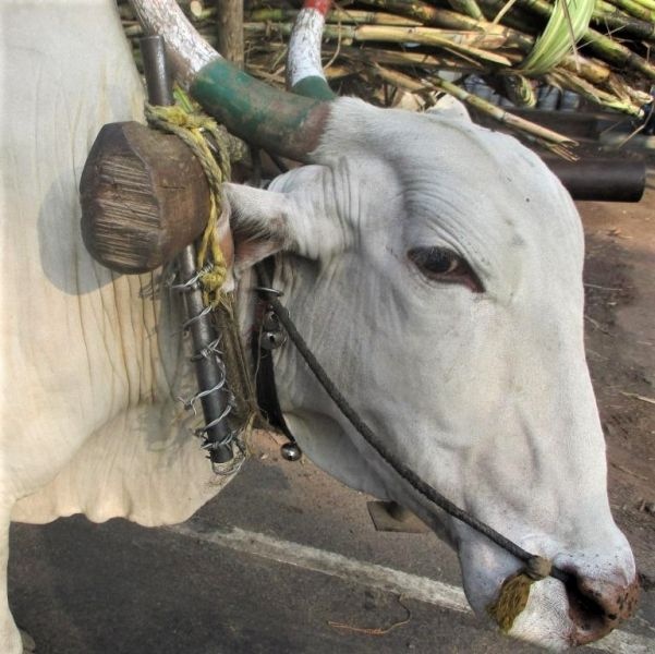 The bull horns are at risk of cancer due to oil paints | तेलरंगांमुळे बैलांच्या शिंगांना कर्करोगाचा धोका