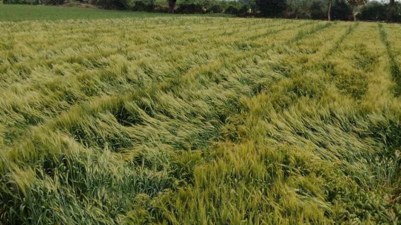 In Wardha district, unseasonal rains washed away wheat along with gram | वर्धा जिल्ह्यात अवकाळी पावसाने हरभऱ्यासह गव्हाला झोडपून काढले