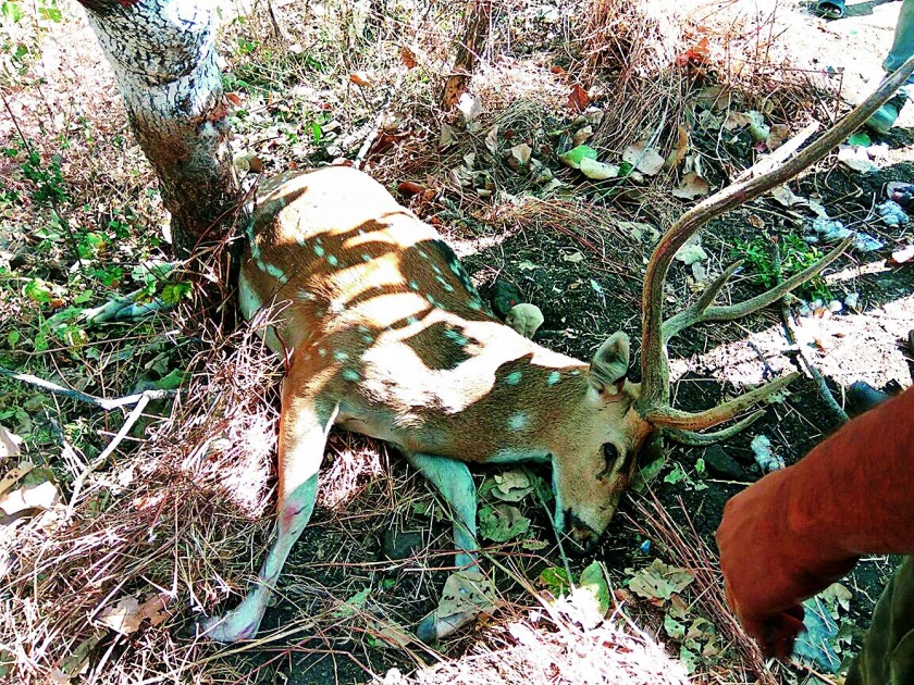 Deer killed in an unidentified vehicle on the Umared-Nagpur highway | उमरेड-नागपूर महामार्गावर अज्ञात वाहनाच्या धडकेत चितळ ठार