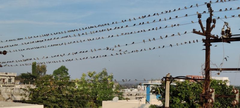 Bird school fills on electric wires at Yavatmal | यवतमाळ येथे विद्युत तारांवर भरते पक्ष्यांची शाळा