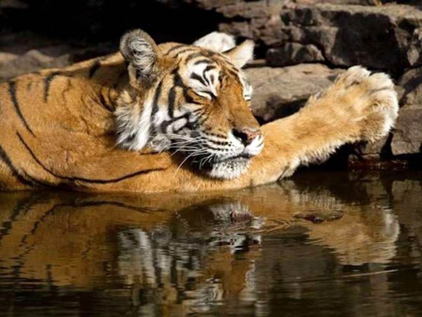 15 tigers die in Vidarbha in eight months; Forest Minister Sudhir Mungantiwar | आठ महिन्यांत विदर्भातील १५ वाघांचा मृत्यू; वनमंत्री सुधीर मुनगंटीवार