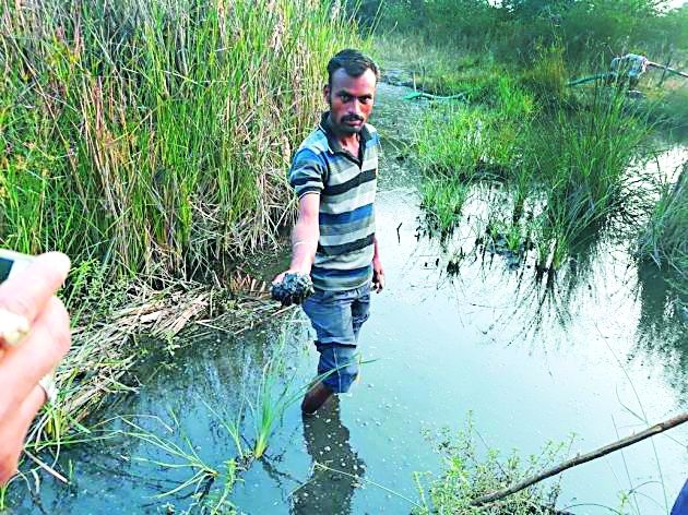 large loss of crops due to Lloyd Metals in Chandrapur district | चंद्रपूर जिल्ह्यातील लॉयड मेटल्सच्या प्रदूषणामुळे पिकांचे मोठे नुकसान होत असल्याचे सर्व्हेक्षणातून स्पष्ट