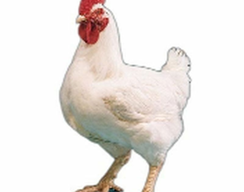 'Corona' hits the poultry business | ‘कोरोना’ चा पोल्ट्री व्यवसायाला फटका