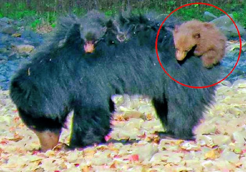 Brown bear puppies were also found in the Bor Tiger Sanctuary | बोर व्याघ्र अभयारण्यातही आढळले तपकिरी अस्वलीचे पिल्लू