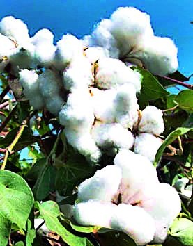 This year only 160 kg of cotton is produced | यंदा कपाशीची फक्त १६० किलो उत्पादकता