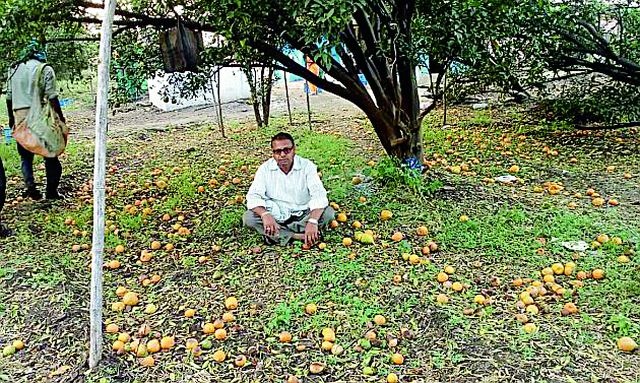 Twenty-two-and-a-half million hits in the Achalpur taluka | अचलपूर तालुक्यात संत्रागळतीने अडीचशे कोटींचा फटका