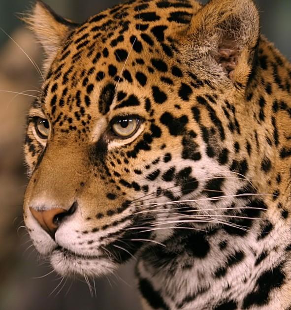 Leopard communications in Malevadi after attack on Dakshin Wadi farmer | भोजनकवाडीतील शेतकऱ्यावर हल्ला केल्यानंतर बिबट्याचा मालेवाडीत संचार