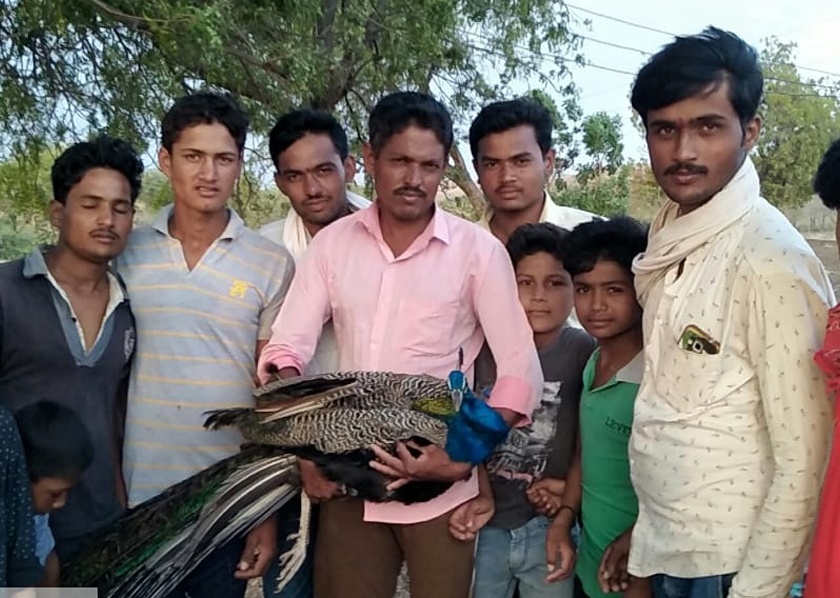 Peer survivors at Shirur saved the lives of peacock | शिरूर येथे पोरांनी वाचविले मोराचे प्राण