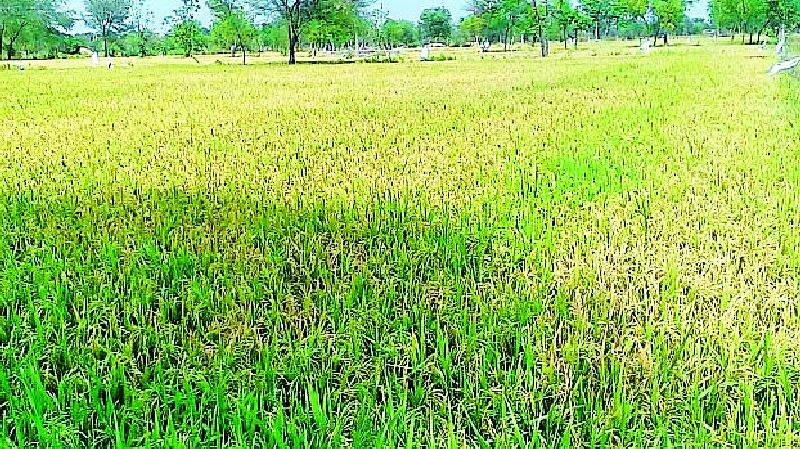 Extreme reduction in summer paddy production | उन्हाळी धान उत्पादनात कमालीची घट