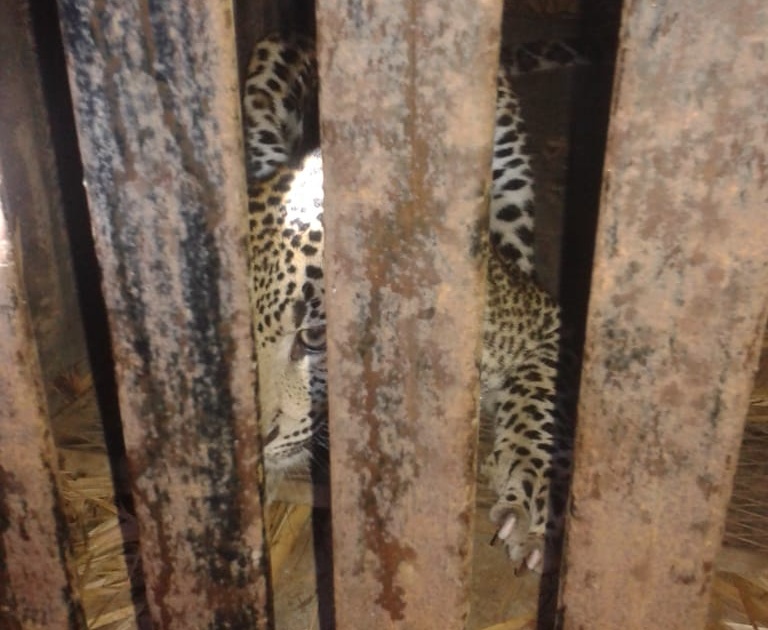 Leopard in Shindegaon jerbed in a cage | शिंदेगाव येथे बिबट्या पिंजऱ्यात जेरबंद