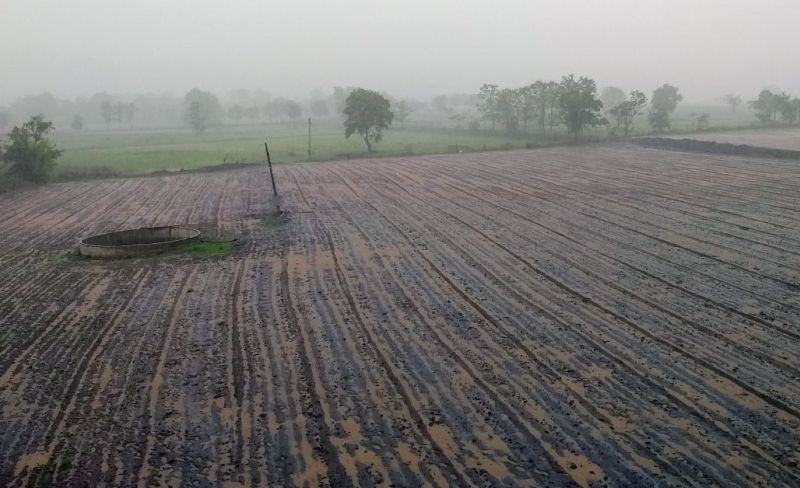 Heavy rains in Buldana taluka | बुलडाणा तालुक्यात दमदार पाऊस;  शेतकरी सुखावले