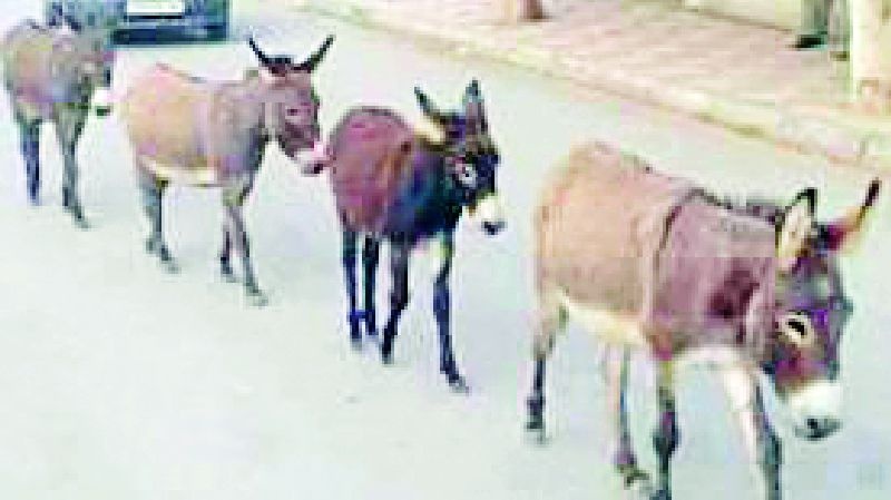 District Collector ordered to save the donkey | जिल्हाधिकाऱ्यांना मिळाले गाढव वाचविण्याचे आदेश