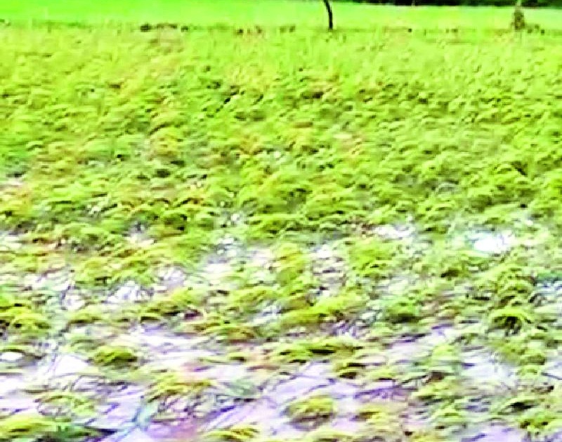 The 'beautiful' paddy was ugly due to floods | ‘सुंदर’ धान पुरामुळे झाले कुरुप
