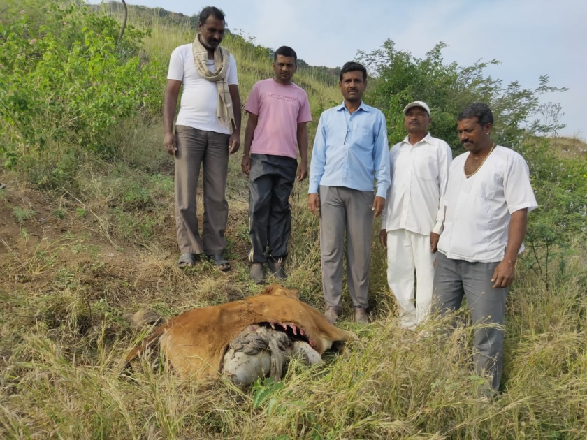 At Bajgaon, Bibeta made a cow | वाजगाव येथे बिबट्याने गाय केली फस्त
