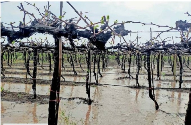 Damage to agriculture due to return rains in Dindori taluka | दिंडोरी तालुक्यात परतीच्या पावसाने शेतीचे नुकसान