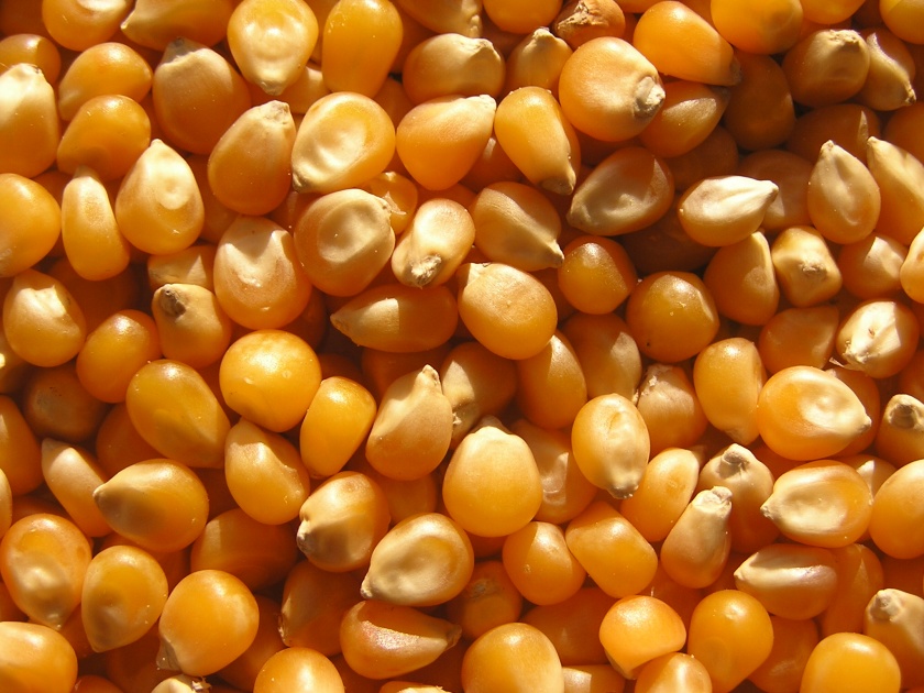 Umrane Market Committee Maize rose by Rs 150 | उमराणे बाजार समिती मका १५० रुपयांनी वधारला