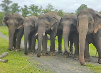 initiatives to stop procedure of elephants from sending them to Gujarat 'Ambani Zoo' | हत्तींना वाचविण्यासाठी आता पत्रकारही मैदानात, गुजरातला स्थलांतरास विरोध