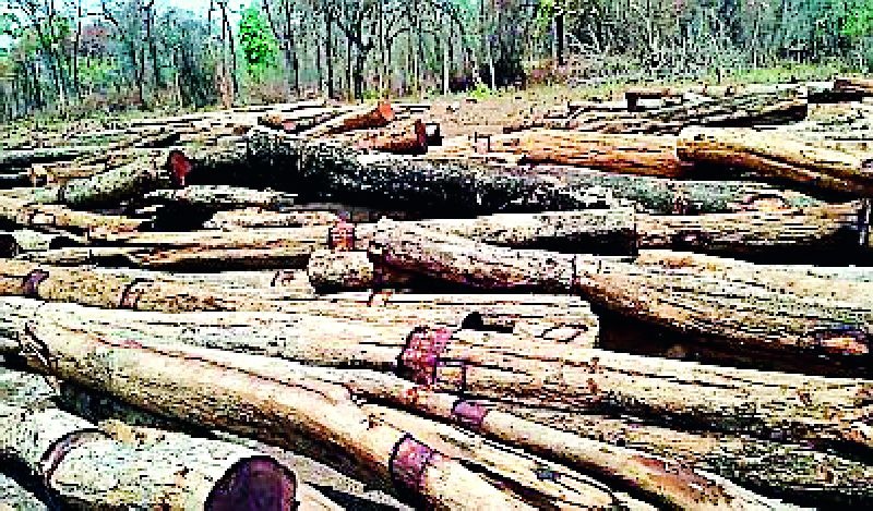 Dangers of wildlife were found in the danger of tree collapse | वृक्ष तोडीमुळे वन्यजीवांची वस्तीस्थाने सापडली धोक्यात