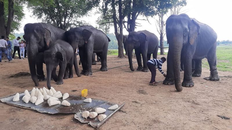 Tourist crowd at the elephant camp at Kamalapur in Gadchiroli | गडचिरोलीतील कमलापूरच्या हत्ती कॅम्पमध्ये पर्यटकांची गर्दी