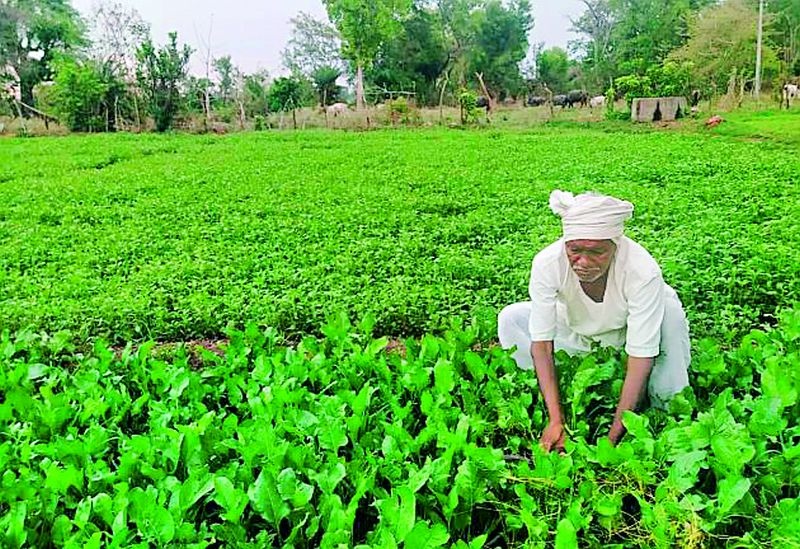 Cultivation of vegetables in an area of 50 hectares | ५० हेक्टर क्षेत्रात भाजीपाल्याची लागवड