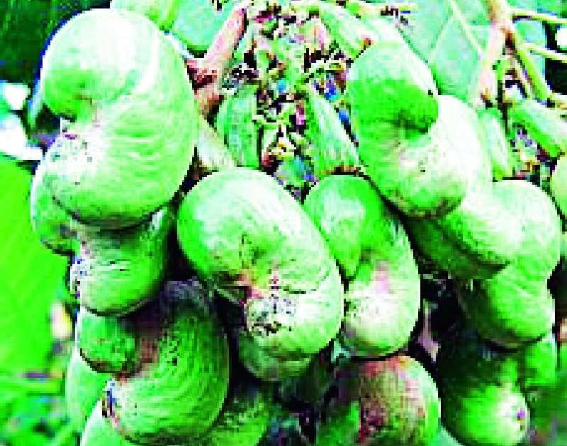 Nourishing environment for cashew cultivation in Vidarbha | विदर्भात काजू लागवडीसाठी पोषक वातावरण