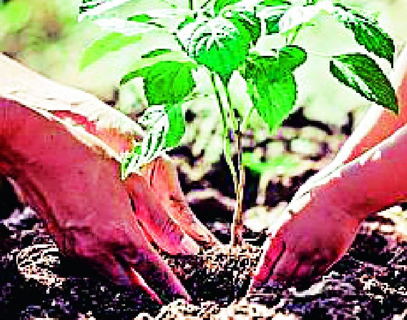 The mini ministry will plant six lakh trees | मिनी मंत्रालय करणार सहा लाख वृक्षलागवड