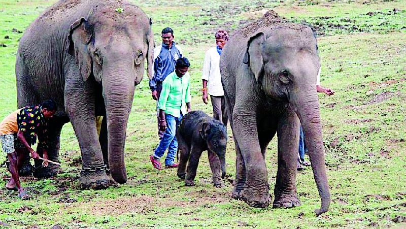 Sai arrives at Elephant camp | हत्ती कॅम्पमध्ये झाले ‘सई’चे आगमन