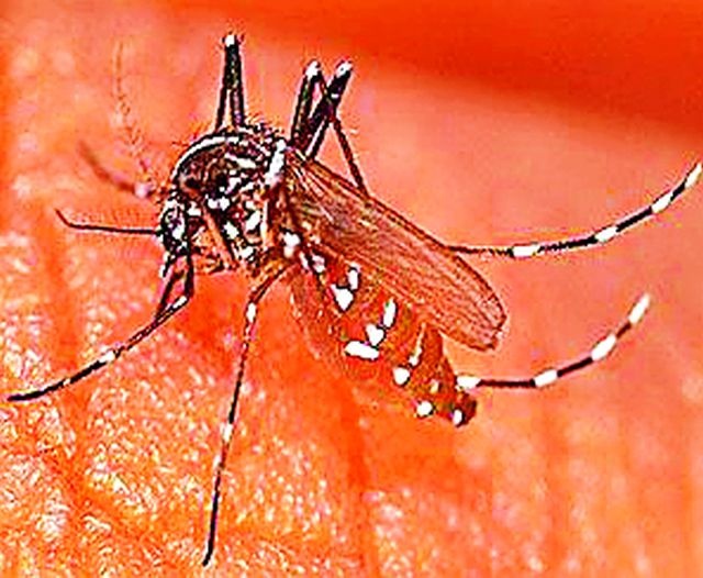 Exercise for controlling malaria | मलेरिया नियंत्रणासाठी कसरत