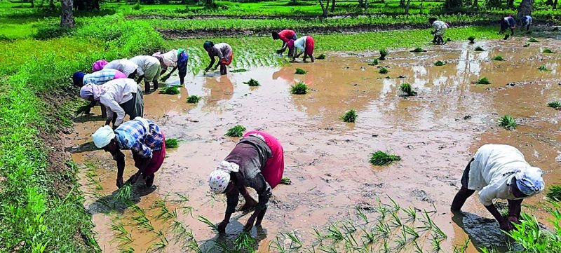 Due to lack of rains in the district, over 1.5 lakh hectares were planted | जिल्ह्यात पावसाअभावी दीड लाख हेक्टरवरील रोवण्या खोळंबल्या