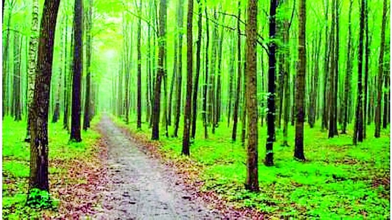 There was an increase in forest area in the district | जिल्ह्यातील वनक्षेत्रात होतेय वाढ
